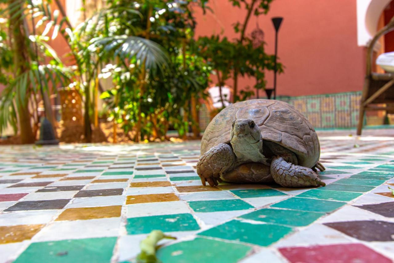 Riad Kaiss By Anika Marrakesh Eksteriør billede